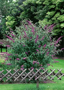 Syrenbuddleja Fjärilsbuske 'Il de France' Krukodlad