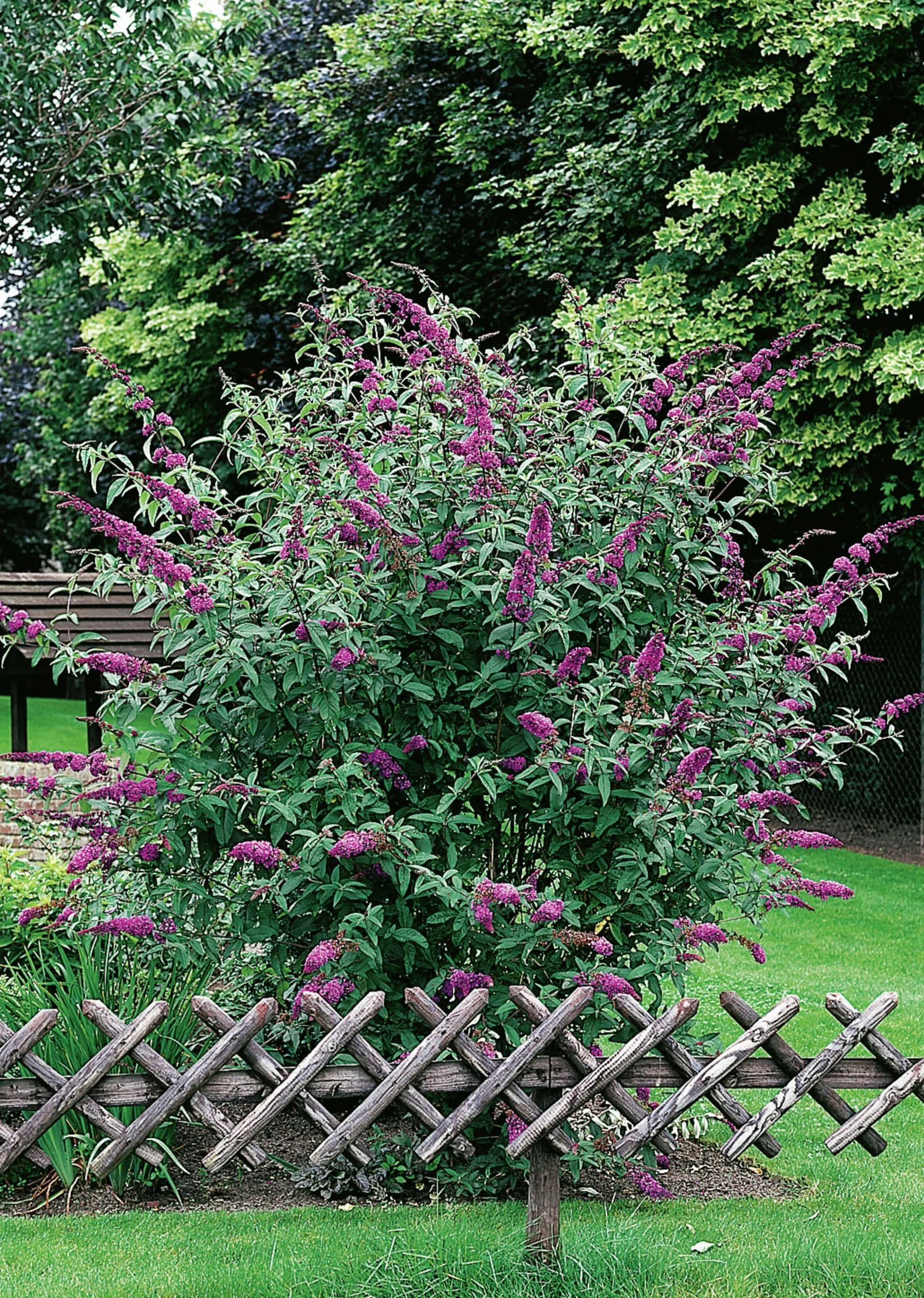 Syrenbuddleja Fjärilsbuske 'Il de France' Krukodlad