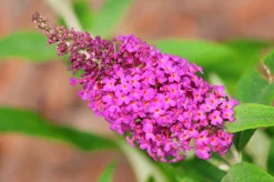 Syrenbuddleja Fjärilsbuske 'Miss Ruby'