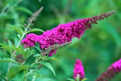 Syrenbuddleja Fjärilsbuske 'Miss Ruby'