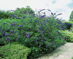 Syrenbuddleja Fjärilsbuske 'Nanho Blue' Krukodlad