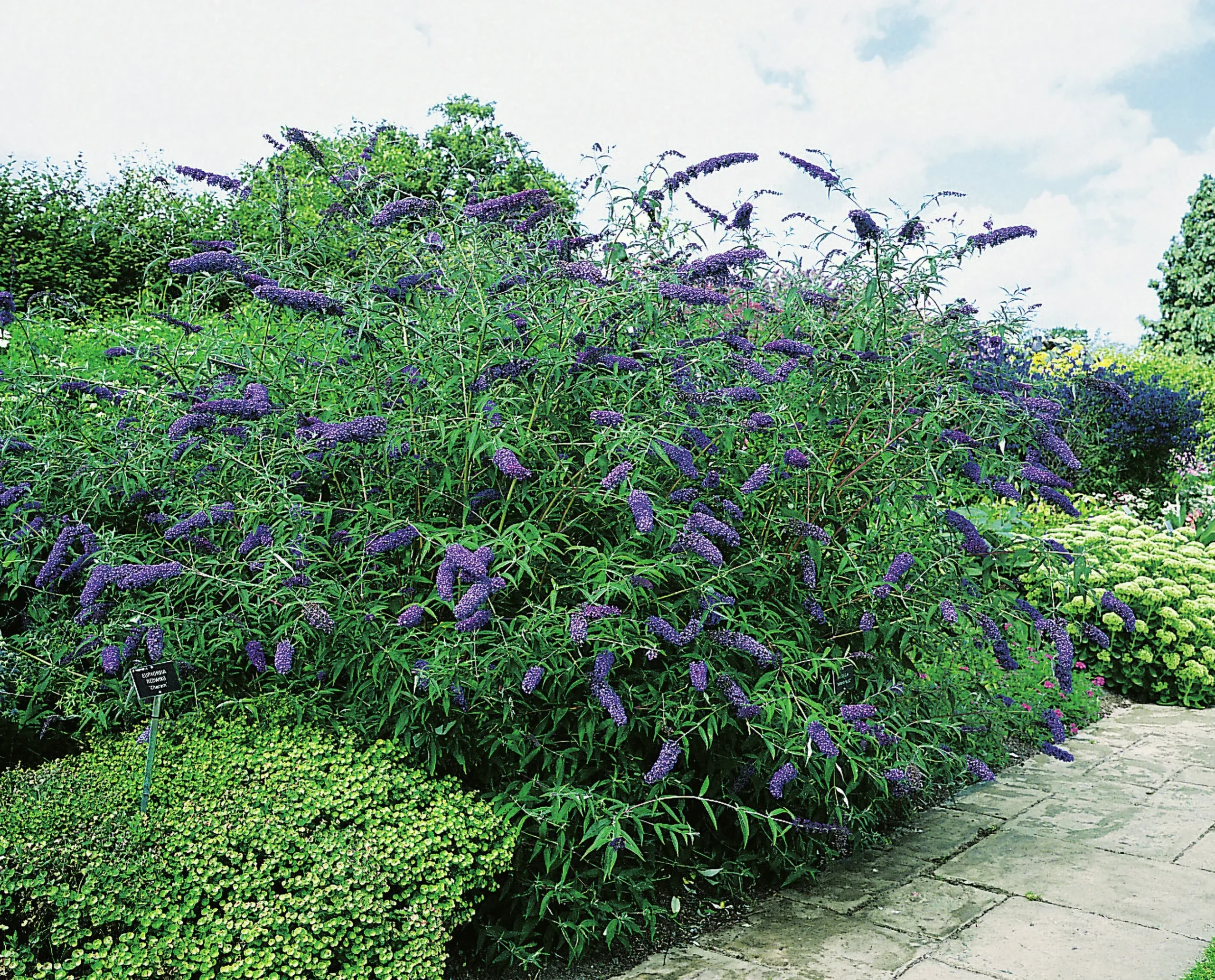 Syrenbuddleja Fjärilsbuske 'Nanho Blue' Krukodlad