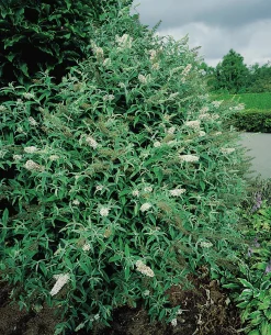 Syrenbuddleja Fjärilsbuske 'White Profusion' Krukodlad