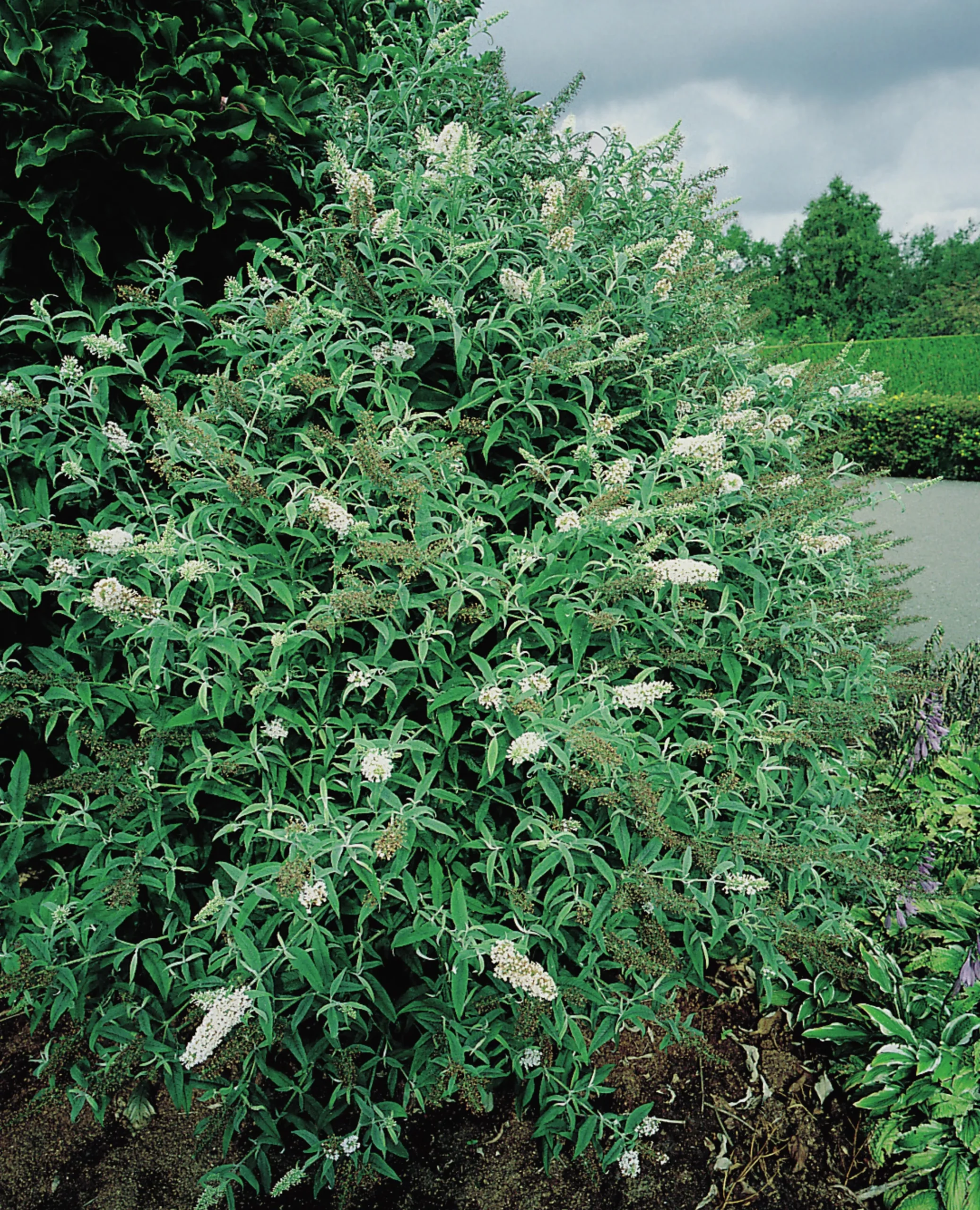 Syrenbuddleja Fjärilsbuske 'White Profusion' Krukodlad
