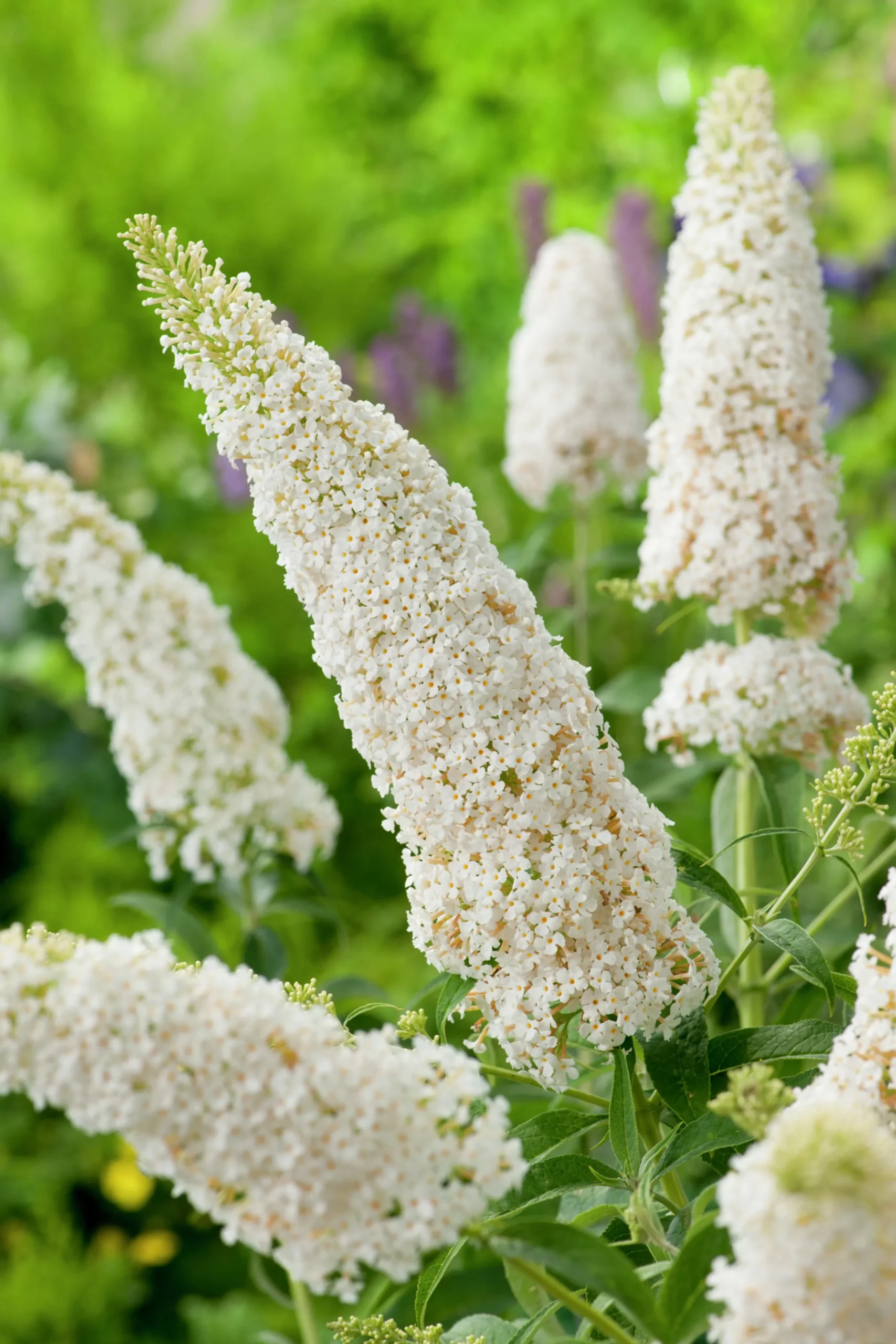 Syrenbuddleja Fjärilsbuske 'White Profusion' Krukodlad