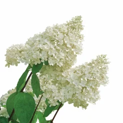 Syrenhortensia 'Grandiflora'