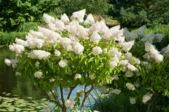 Syrenhortensia 'Grandiflora'