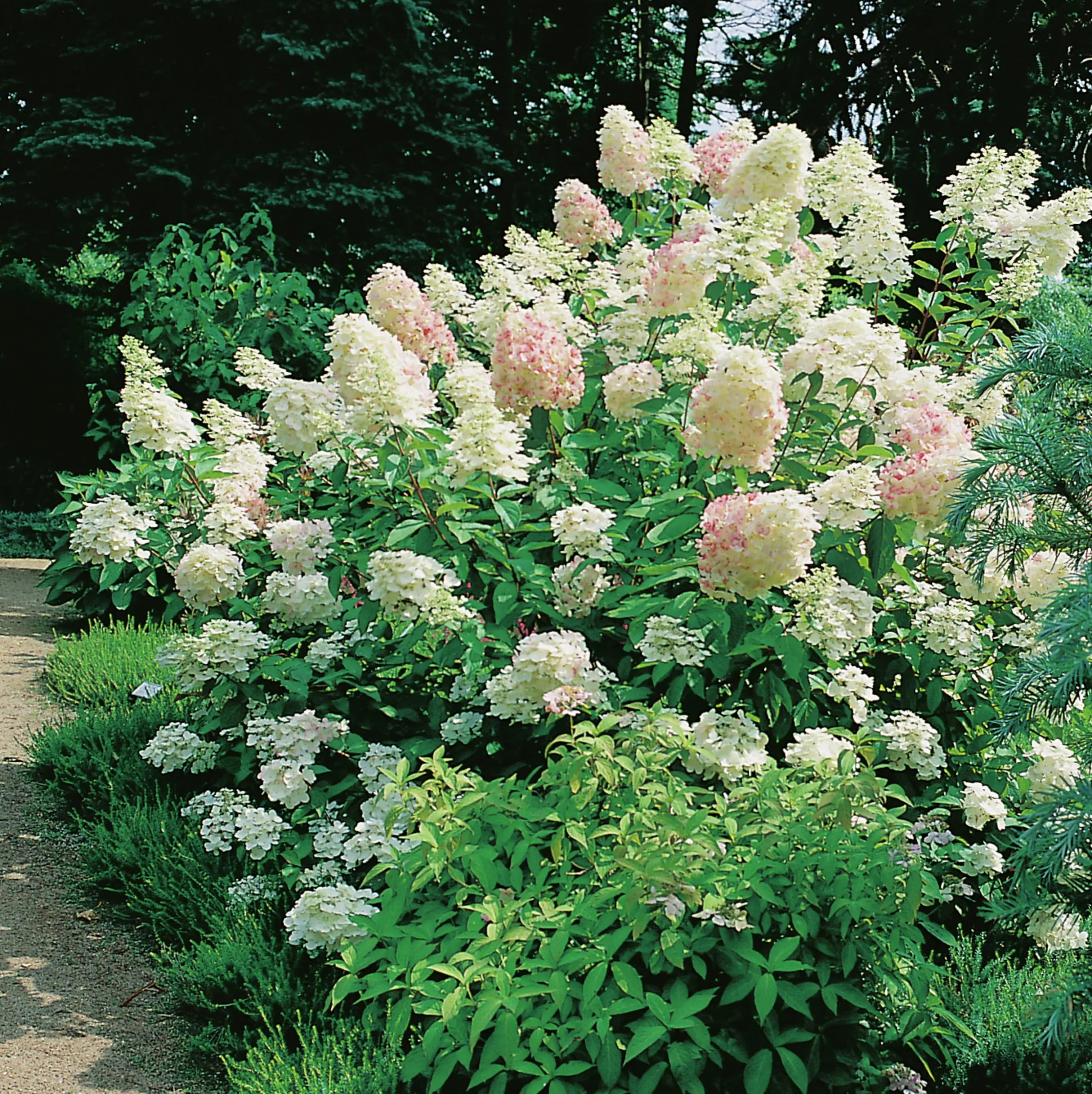 Syrenhortensia 'Grandiflora' Krukodlad