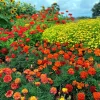 Tagetes Stor Mix i 11cm kruka
