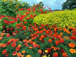 Tagetes Stor Mix i 11cm kruka