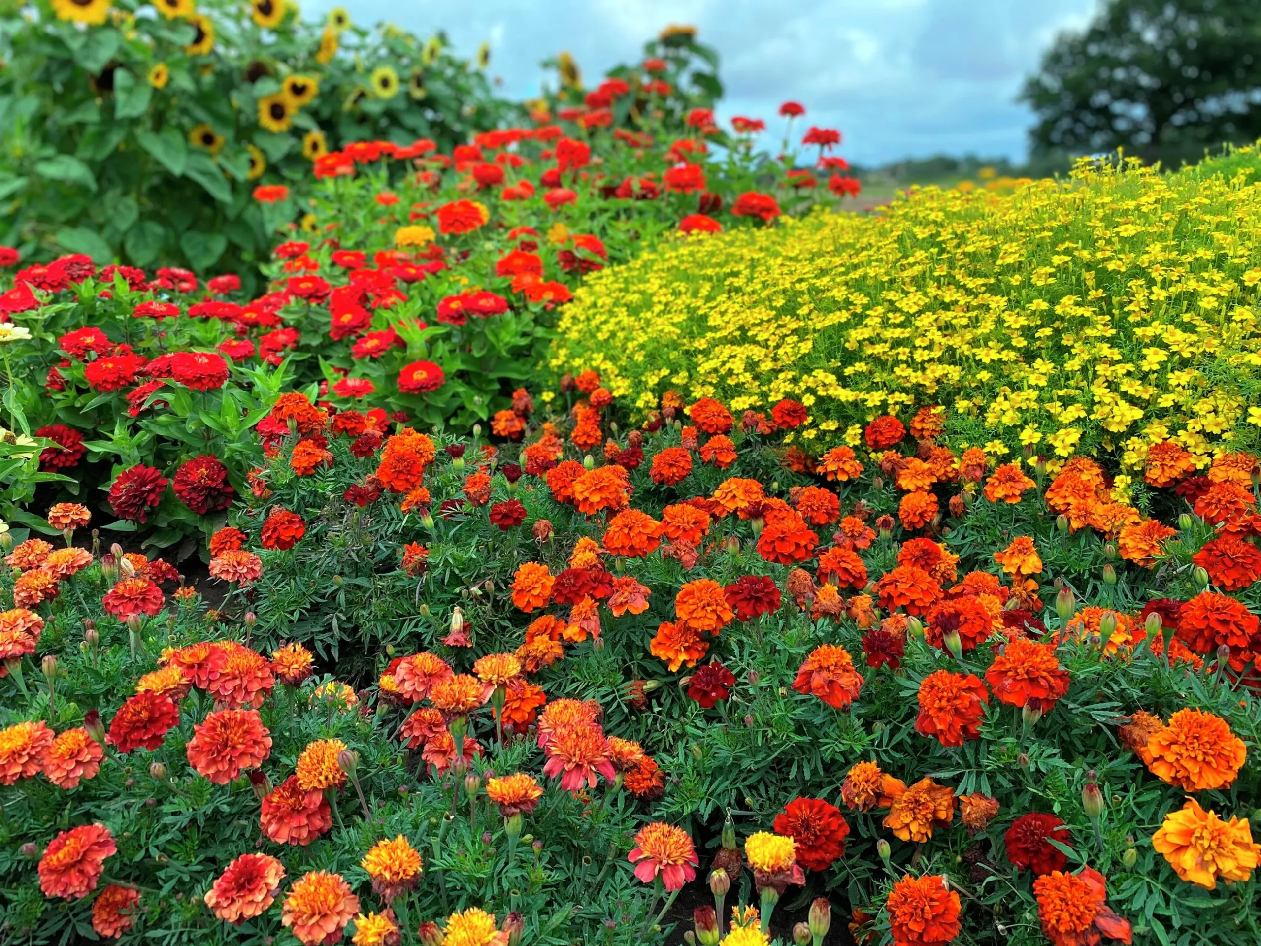Tagetes Stor Mix i 11cm kruka