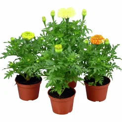 Tagetes Stor Mix i 11cm kruka