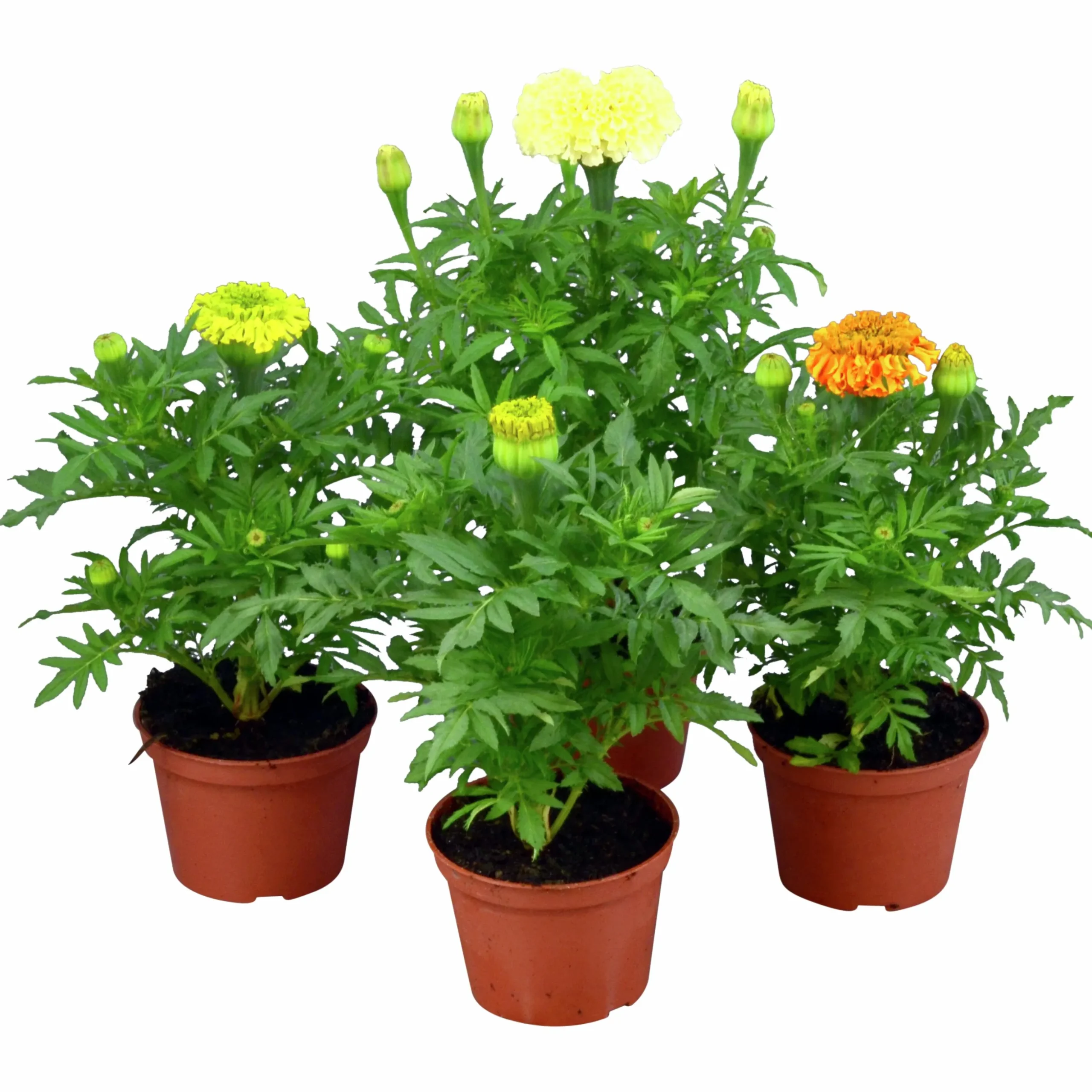 Tagetes Stor Mix i 11cm kruka