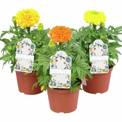 Tagetes Stor Mix i 11cm kruka