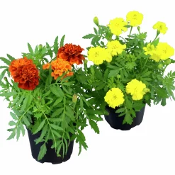 Tagetes Stor Mix i 11cm kruka