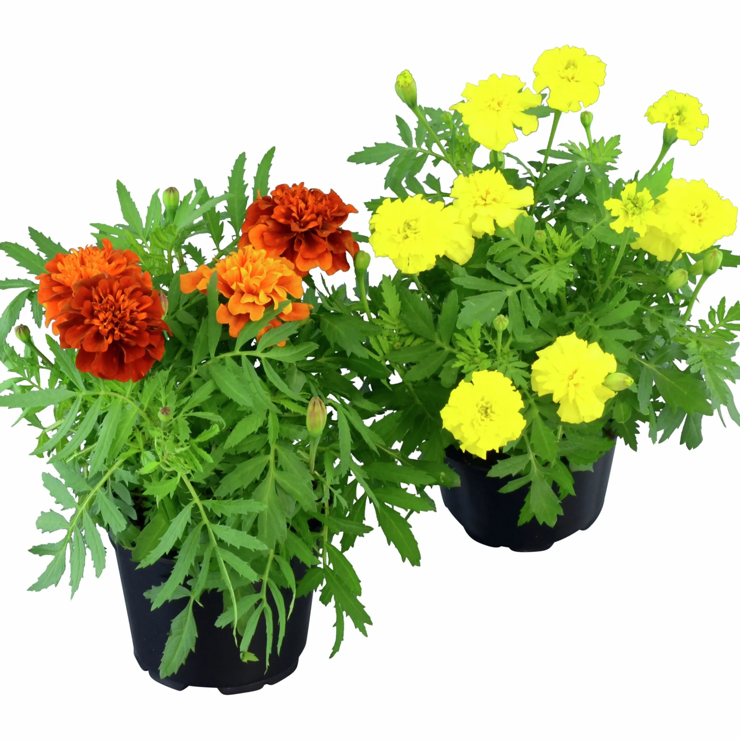 Tagetes Stor Mix i 11cm kruka