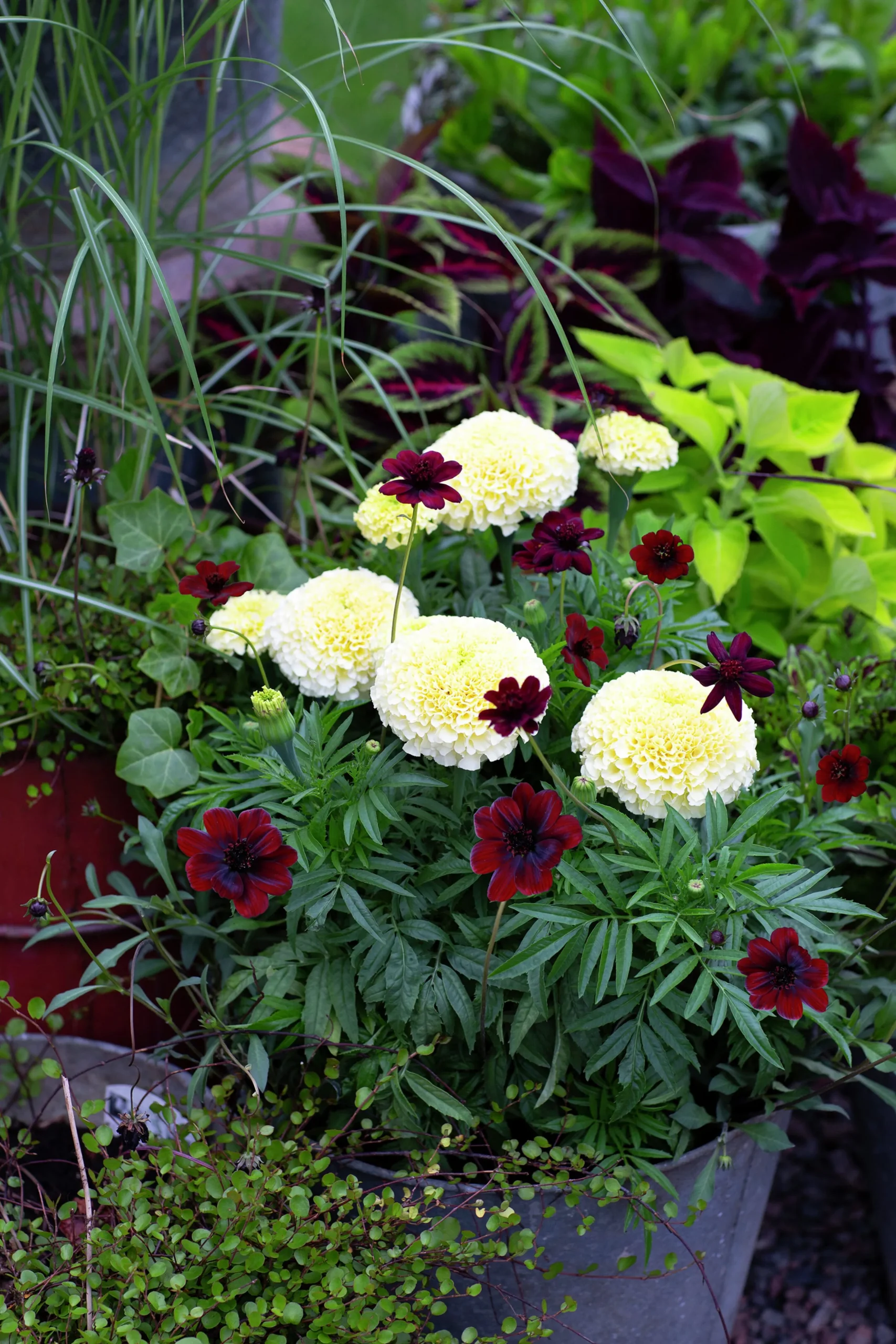 Tagetes Stor Mix i 11cm kruka