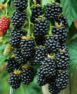 Taggfri Björnbär 'Black Satin'