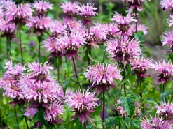 Temynta 'Beauty of Cobham'