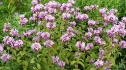 Temynta 'Beauty of Cobham'