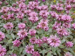 Temynta 'Beauty of Cobham'
