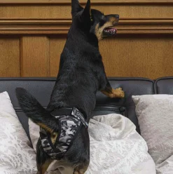 Tikskydd Brenda Camo