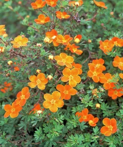 Tok 'Hopleys Orange'
