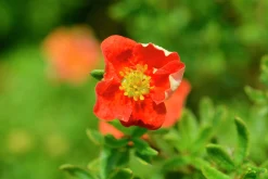 Tok 'Marian Red Robin' 'Marrob'
