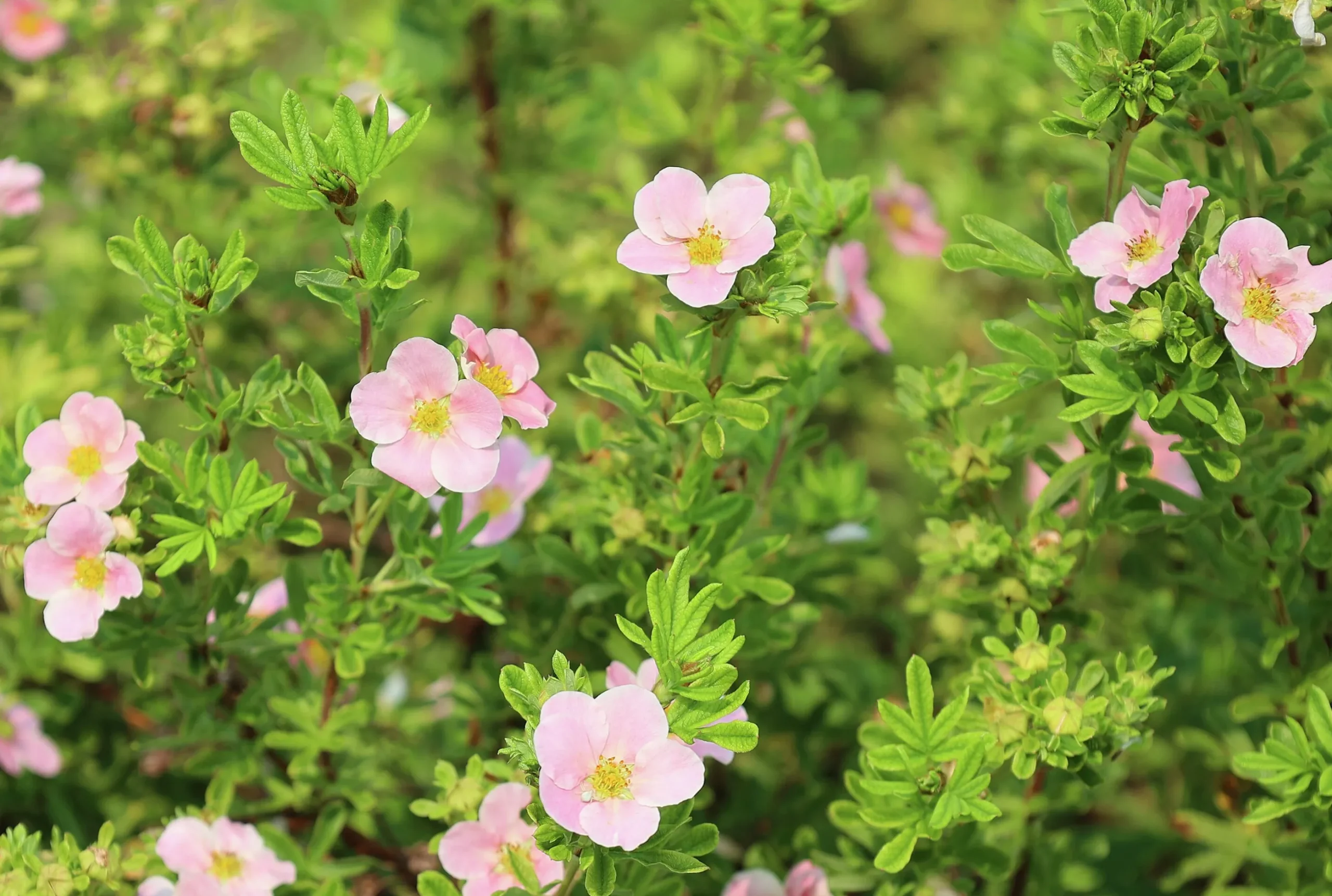 Tok 'Pink Beauty' D:9-11cm Krukodlad