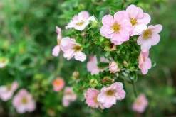 Tok 'Pink Beauty' D:9-11cm Krukodlad