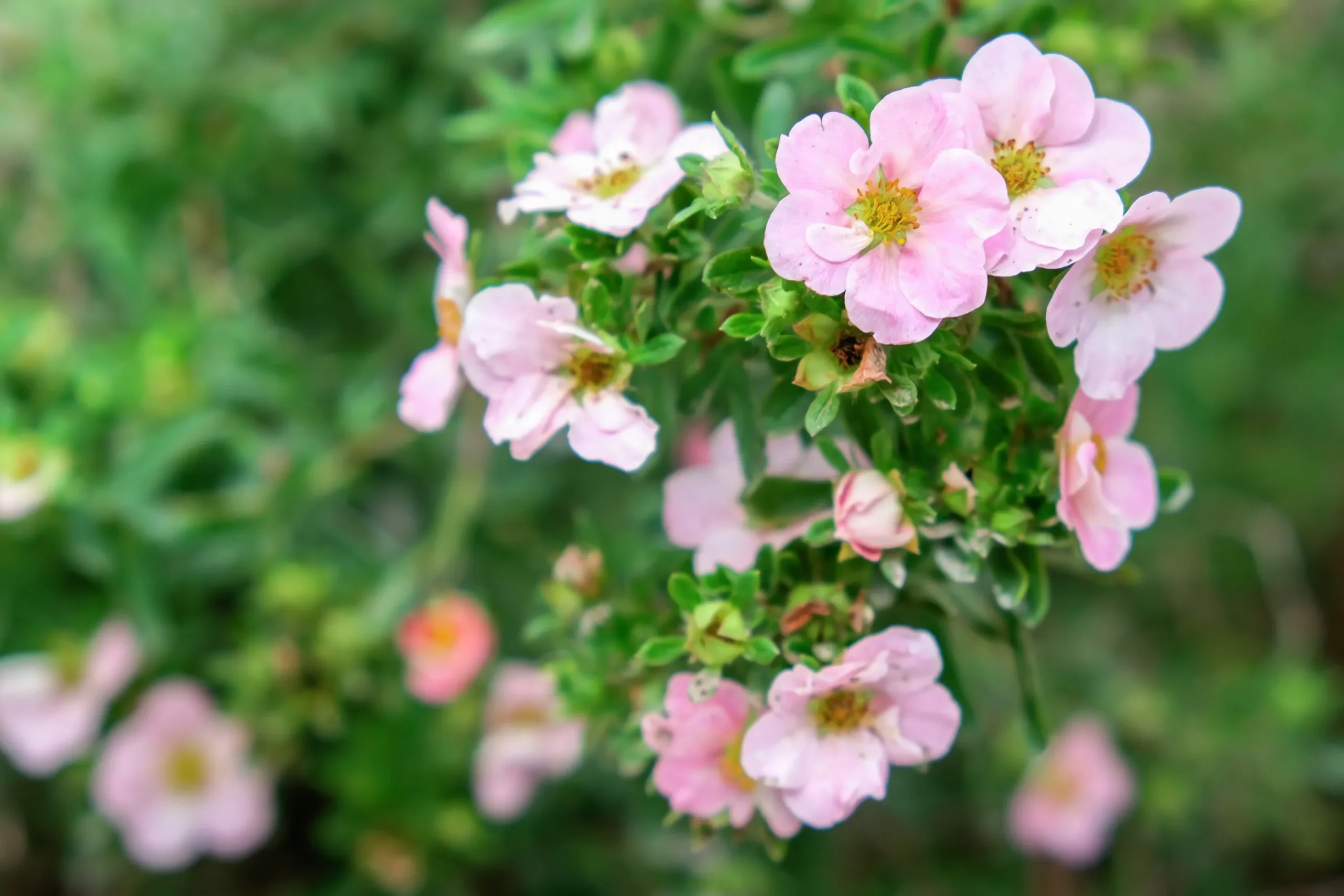 Tok 'Pink Beauty' D:9-11cm Krukodlad