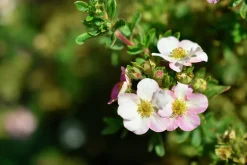 Tok 'Pink Beauty' D:9-11cm Krukodlad