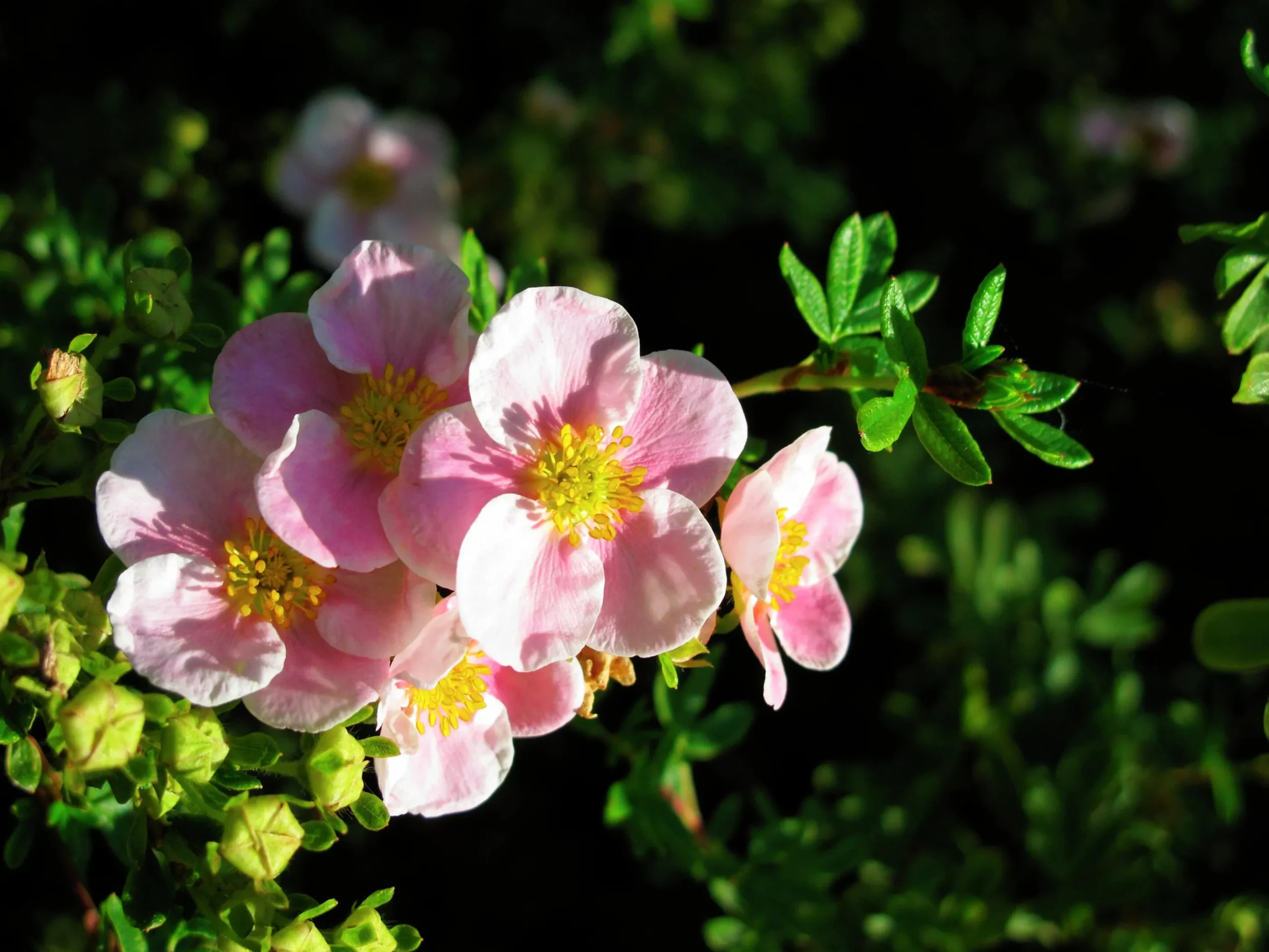 Tok 'Pink Beauty' D:9-11cm Krukodlad