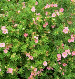 Tok 'Pink Beauty' D:9-11cm Krukodlad