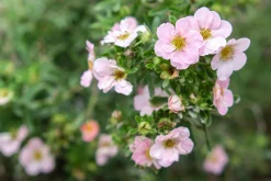 Tok 'Pink Beauty' Krukodlad