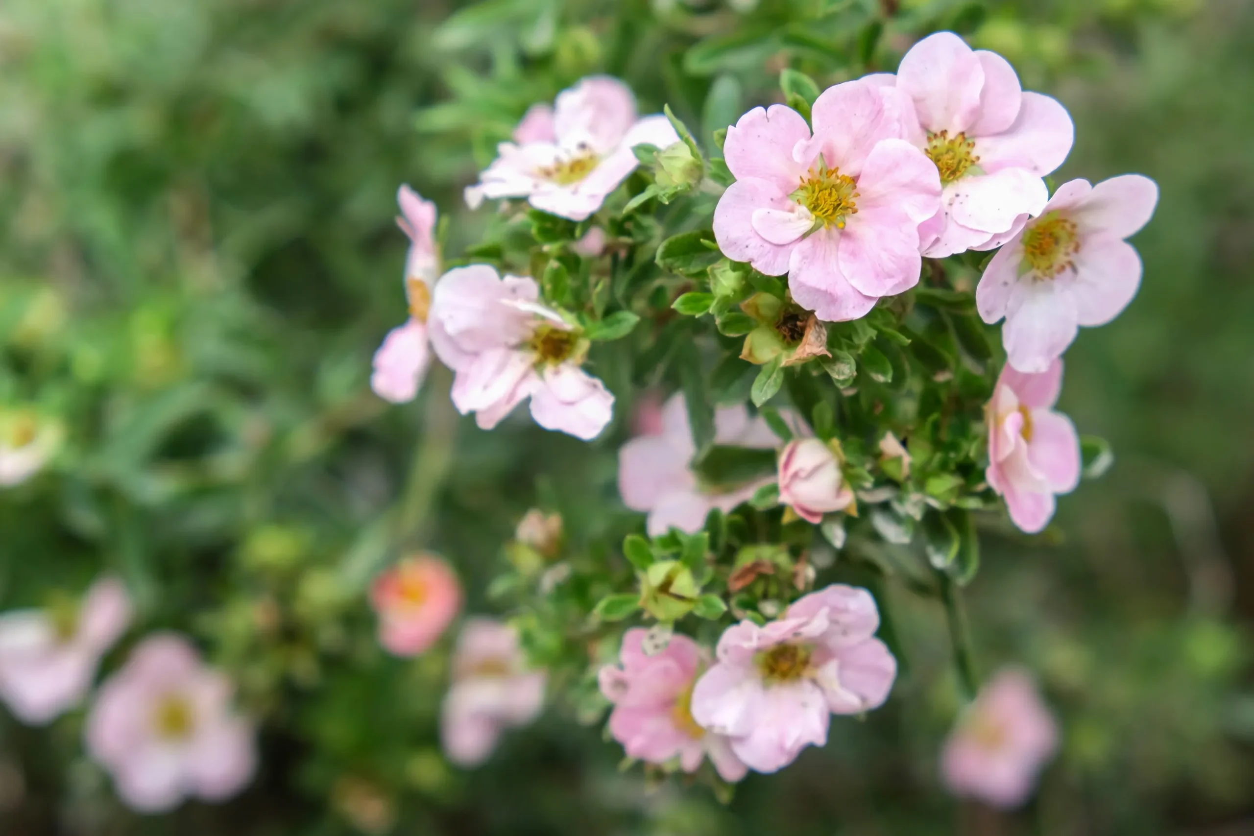 Tok 'Pink Beauty' Krukodlad