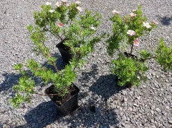 Tok 'Pink Beauty' Krukodlad