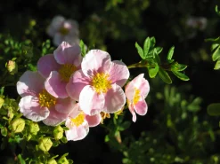 Tok 'Pink Beauty' Krukodlad