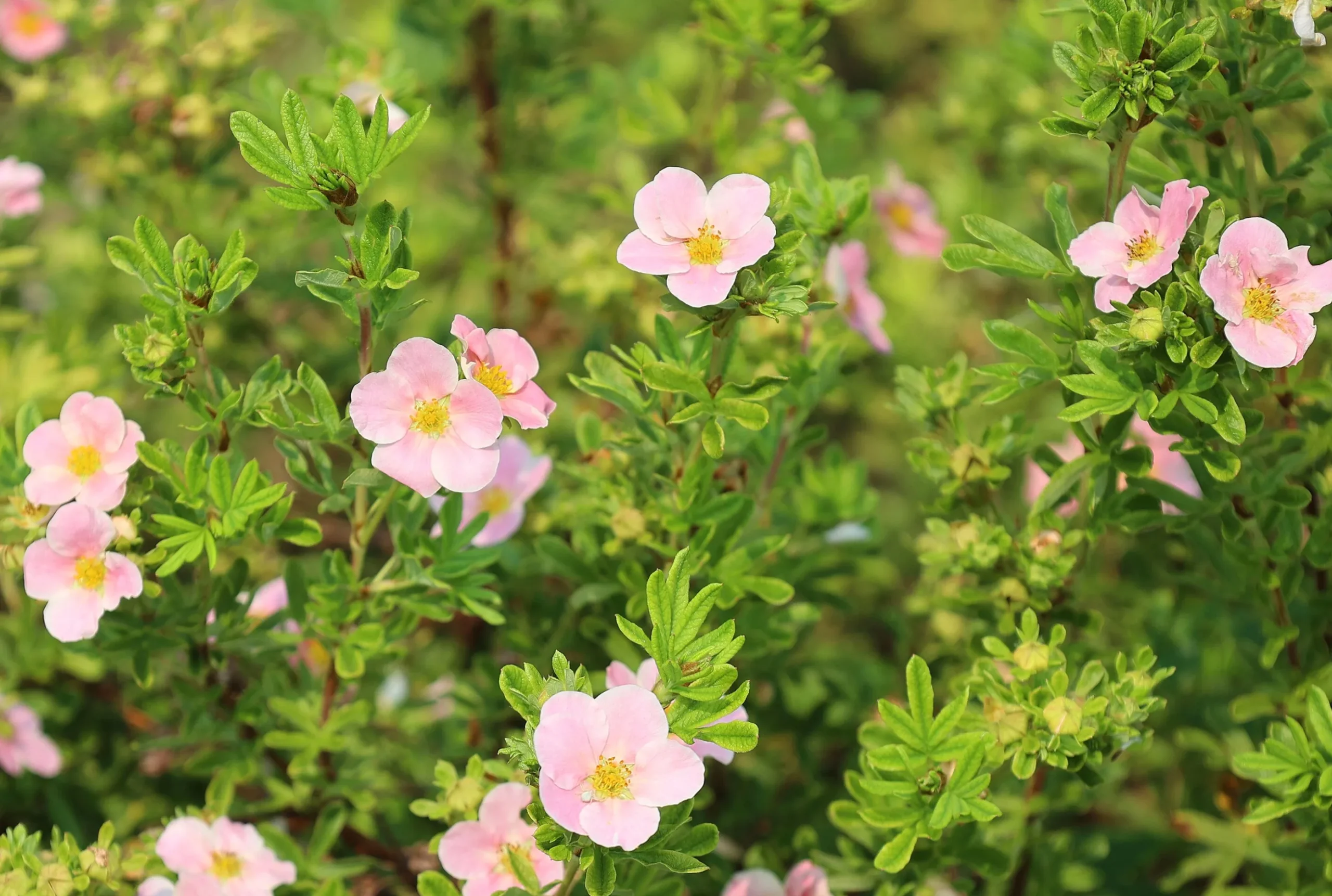 Tok 'Pink Beauty' Krukodlad