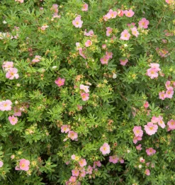 Tok 'Pink Beauty' Krukodlad