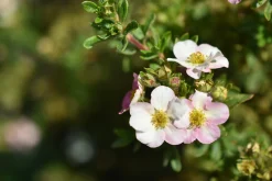 Tok 'Pink Beauty' Krukodlad