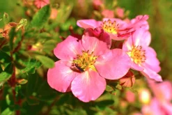 Tok 'Pink Queen'