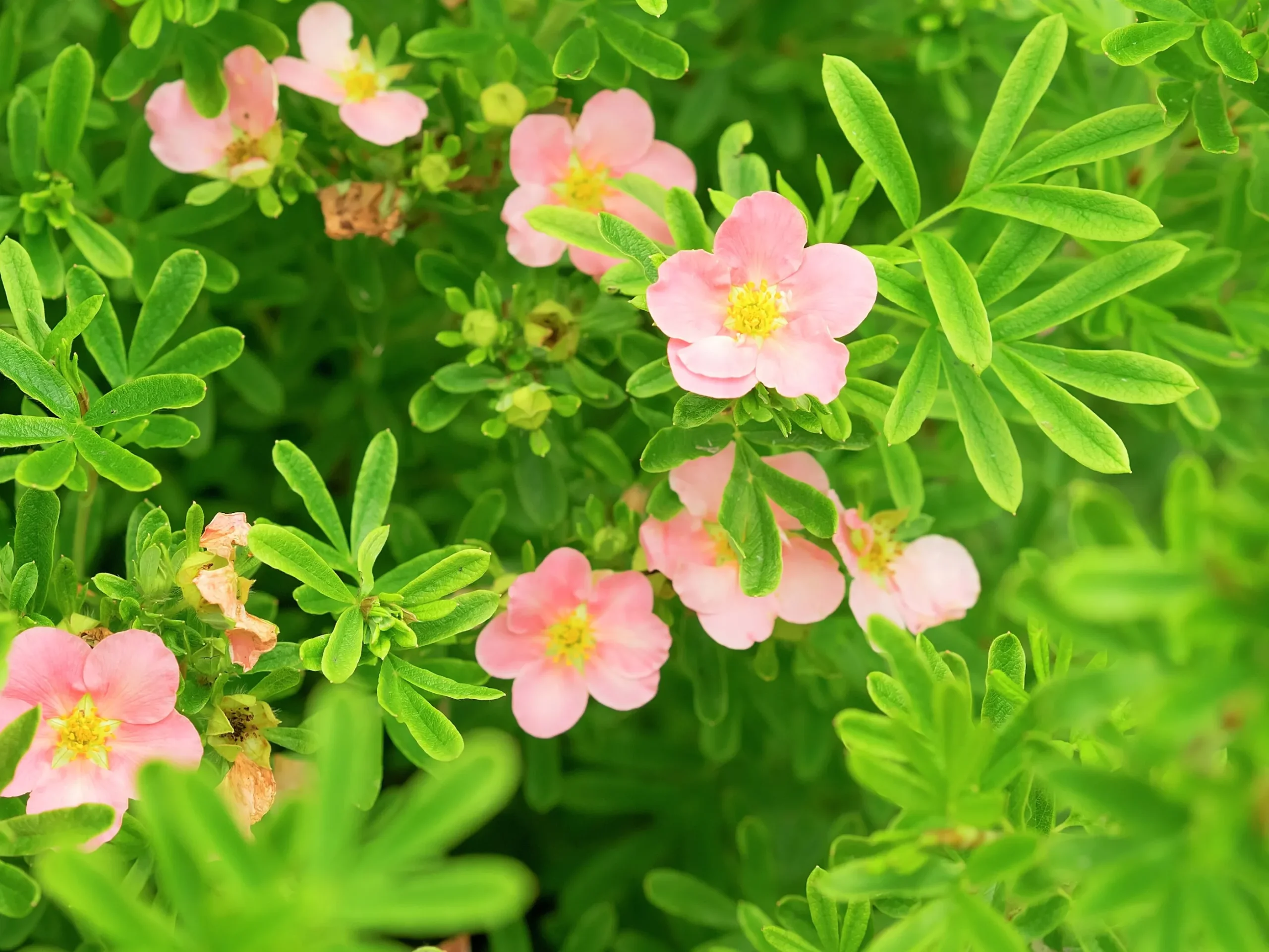 Tok 'Pink Queen'