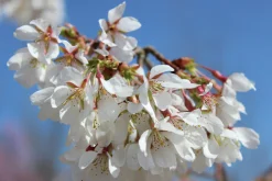 Tokyokörsbär 'Ivensii'