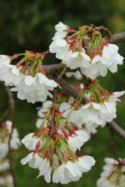 Tokyokörsbär 'Ivensii'