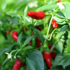 Tomatjord & Chilijord Hasselfors 40L