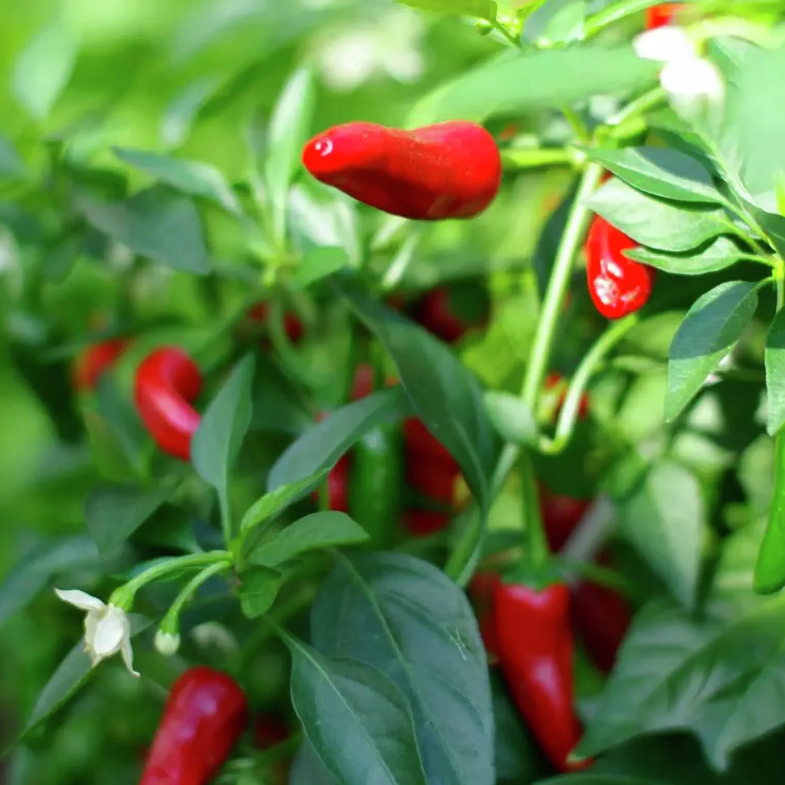 Tomatjord & Chilijord Hasselfors 40L