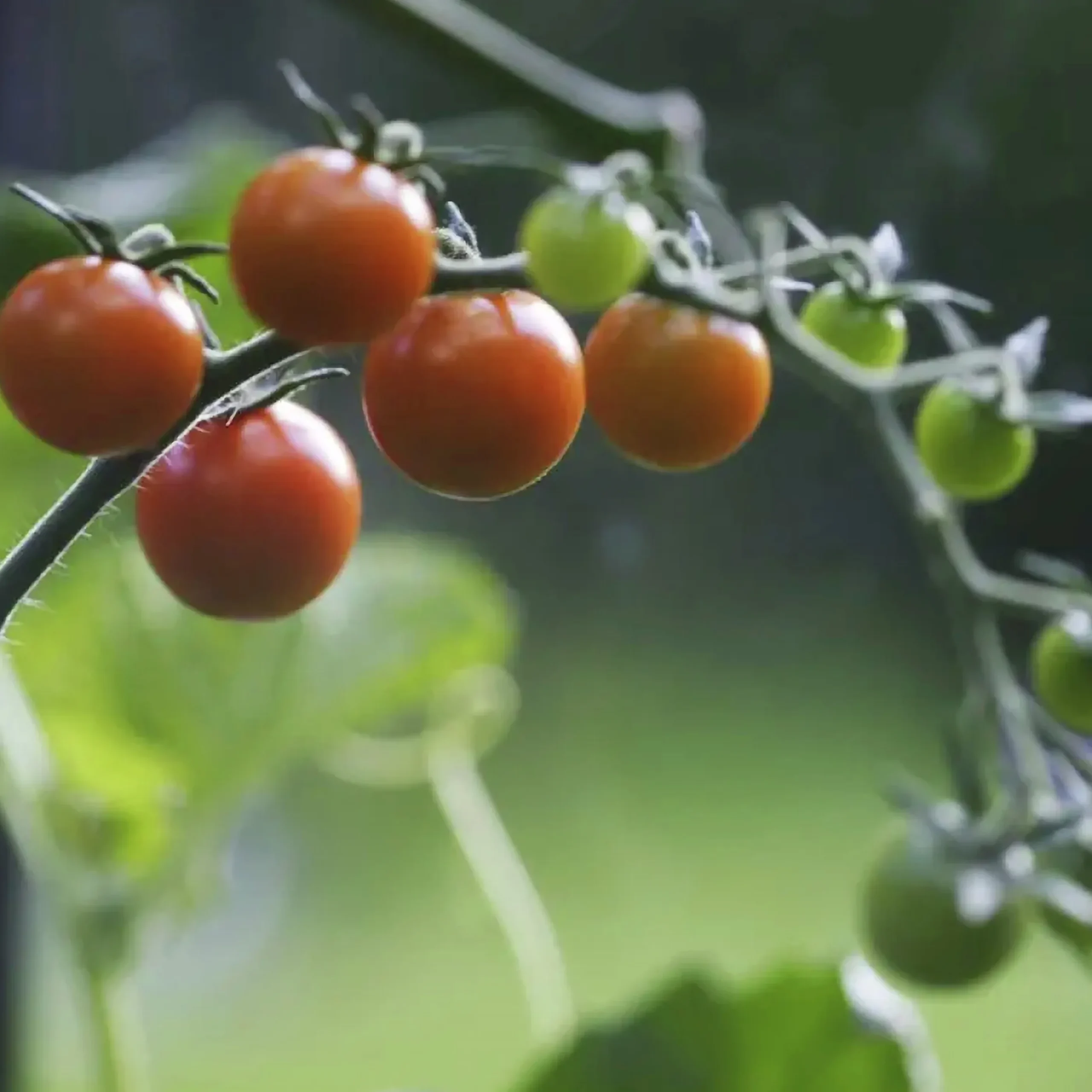 Tomatjord & Chilijord Hasselfors 40L