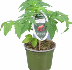 Tomat KRAV 12cm