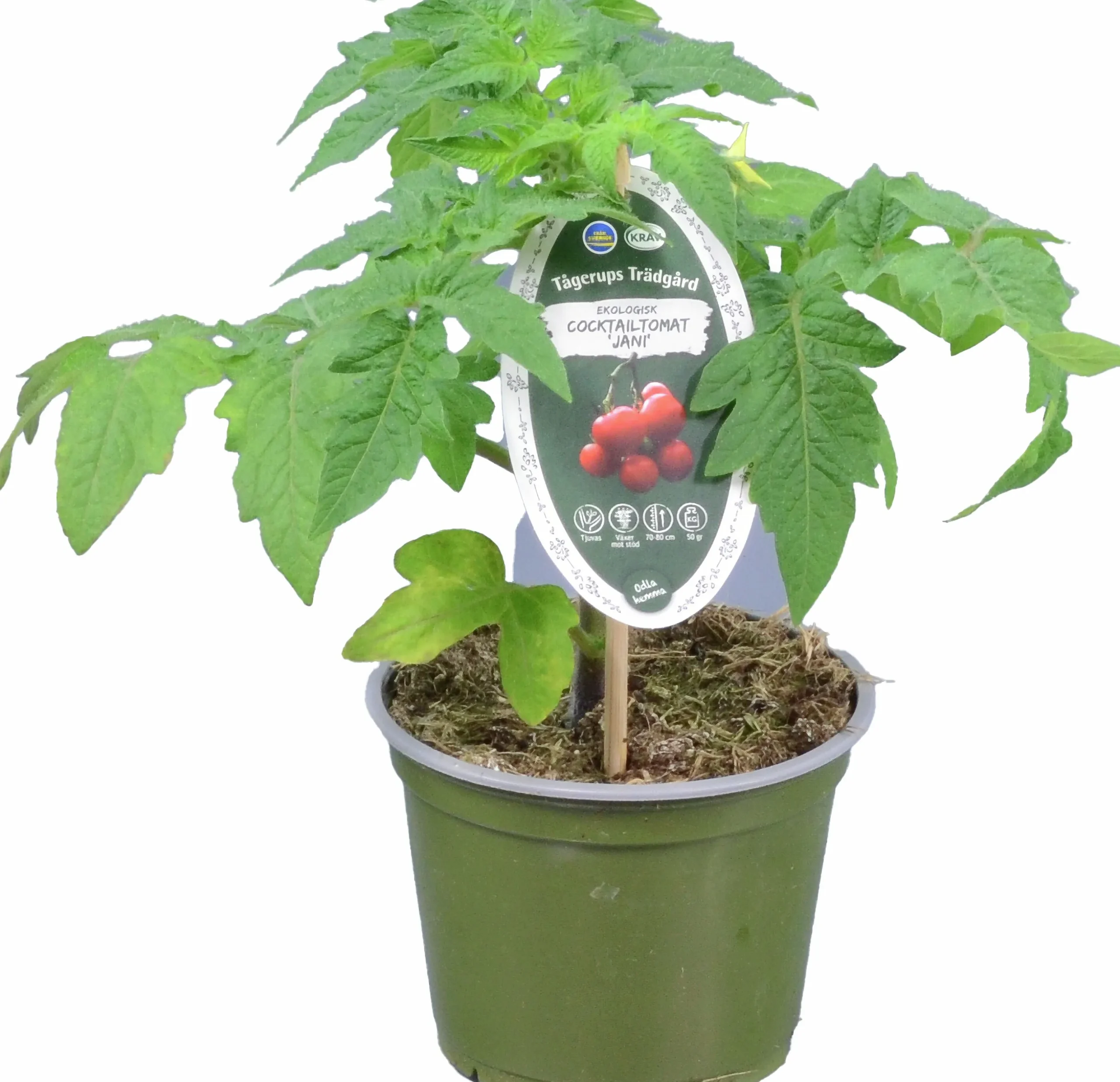Tomat KRAV 12cm